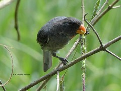 Sporophila schistacea