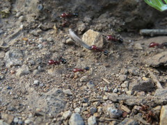 Messor minor hesperius