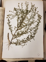 Lepidium schaffneri