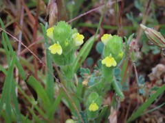 Castilleja rubicundula