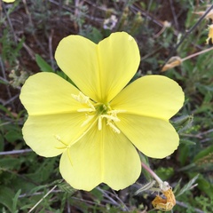 Oenothera grandis