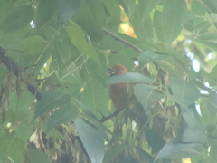 Haemorhous mexicanus