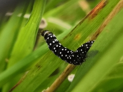 Aphelia