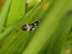 Aphelia