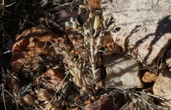 Dudleya abramsii affinis
