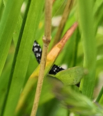 Aphelia