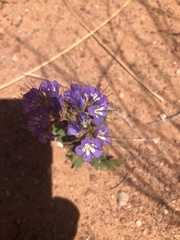 Phacelia howelliana