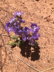 Phacelia howelliana