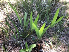 Iris lacustris