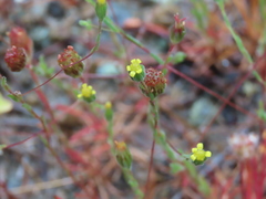 Rigiopappus leptocladus