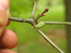 Amphibolips ellipsoidalis