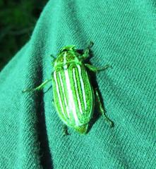 Polyphylla decemlineata