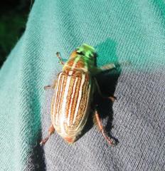 Polyphylla decemlineata