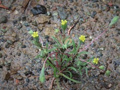 Rigiopappus leptocladus