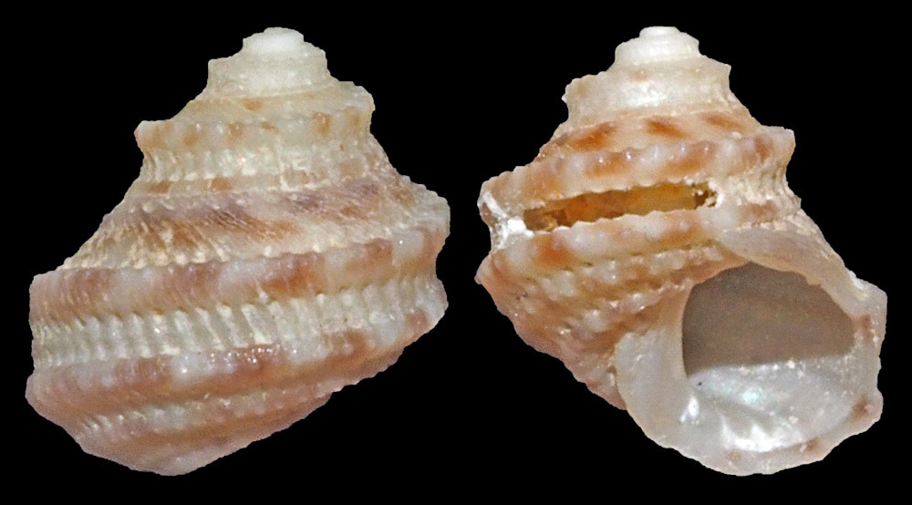 Herpetopoma pauperculum
