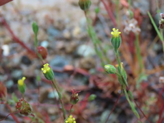 Rigiopappus leptocladus