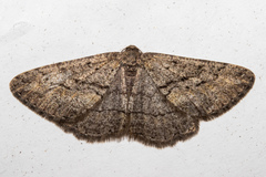 Zermizinga indocilisaria