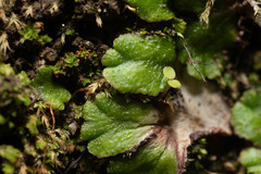 Cryptomitrium tenerum