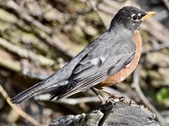Turdus migratorius