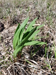 Echinacea angustifolia