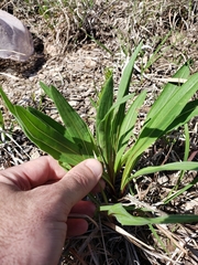 Echinacea angustifolia