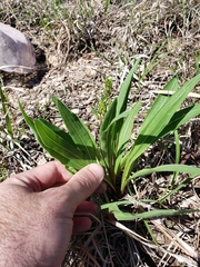 Echinacea angustifolia