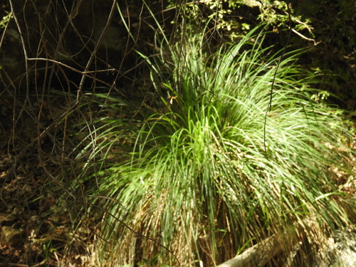 iNaturalist observation photo of grasses