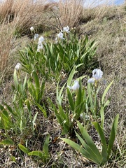 Iris pallida