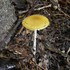 Hymenopellis sinapicolor