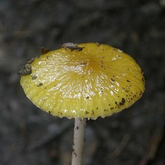Hymenopellis sinapicolor