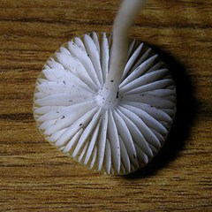 Hymenopellis sinapicolor