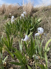 Iris pallida
