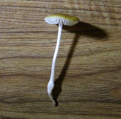 Hymenopellis sinapicolor