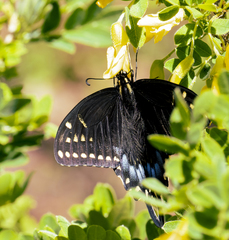 Papilio machaon bairdii
