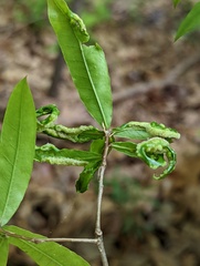 Macrodiplosis niveipila