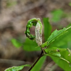 Macrodiplosis niveipila