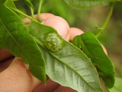 Dryocosmus quercuspalustris