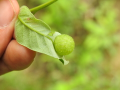 Amphibolips quercusostensackenii