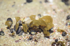 Padina durvillei