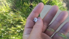 Stellaria longipes
