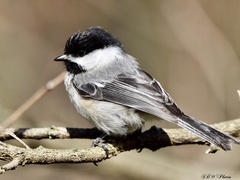 Poecile atricapillus