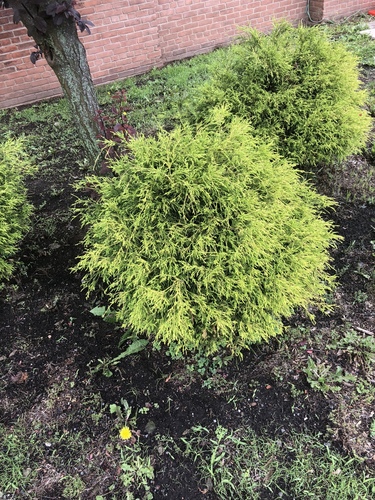 photo of Whitecedars (Thuja)