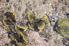 Padina durvillei
