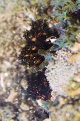 Holothuria lubrica