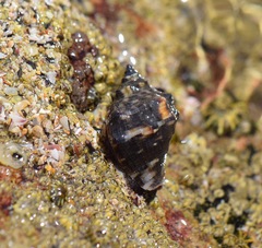 Stramonita biserialis