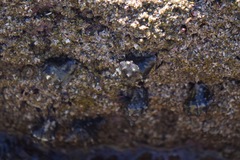 Stramonita biserialis