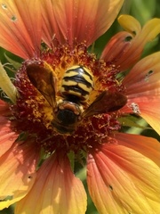 Dianthidium curvatum