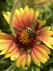 Dianthidium curvatum