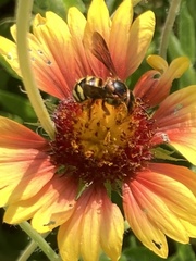 Dianthidium curvatum