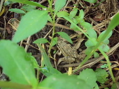 Leptodactylus latinasus